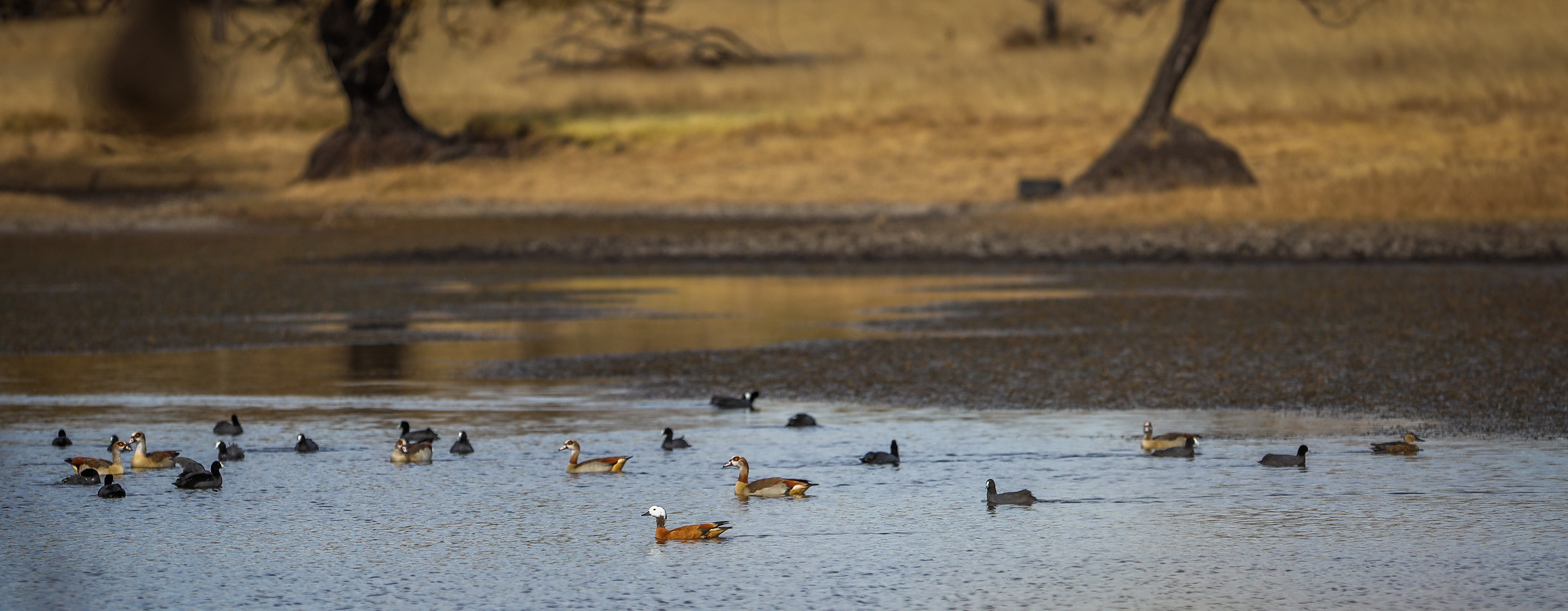 Duck and Goose Hunting in South Africa Huntourage
